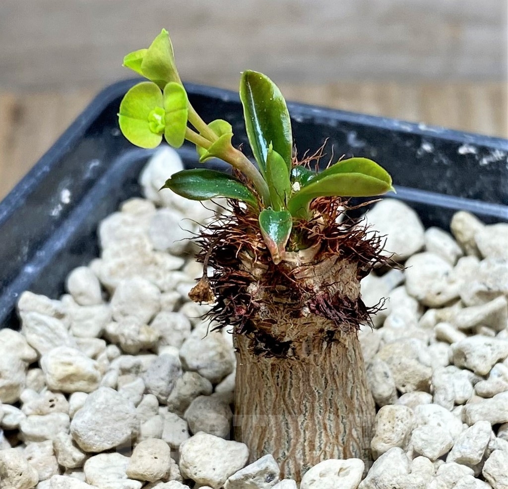 SHPR24818 Euphorbia aff. neohumbertii, red flower