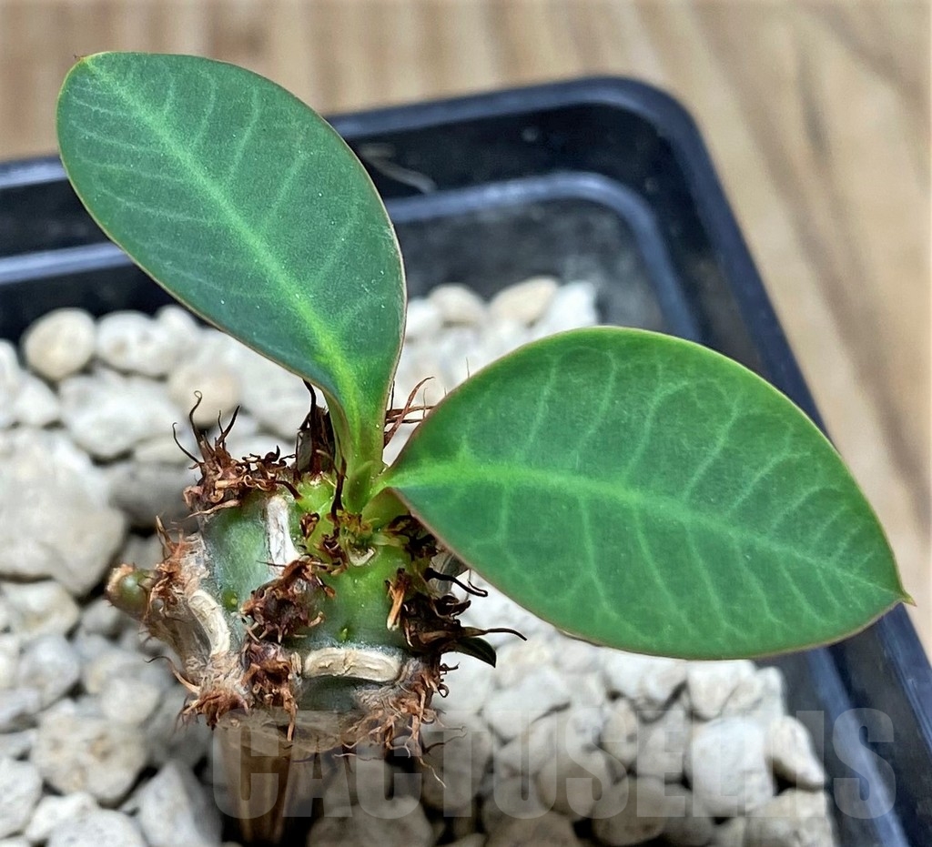 SHPR24819 Euphorbia aff. neohumbertii, red flower