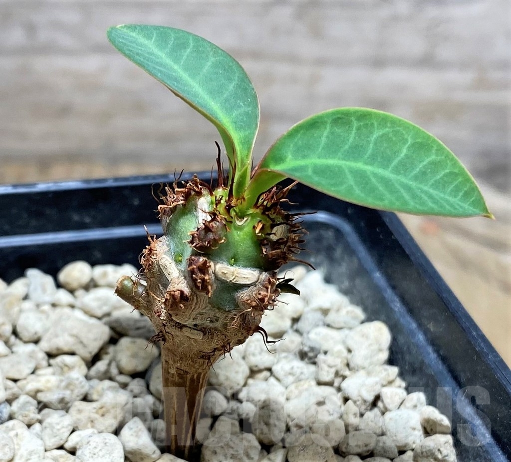 SHPR24819 Euphorbia aff. neohumbertii, red flower - Image 2