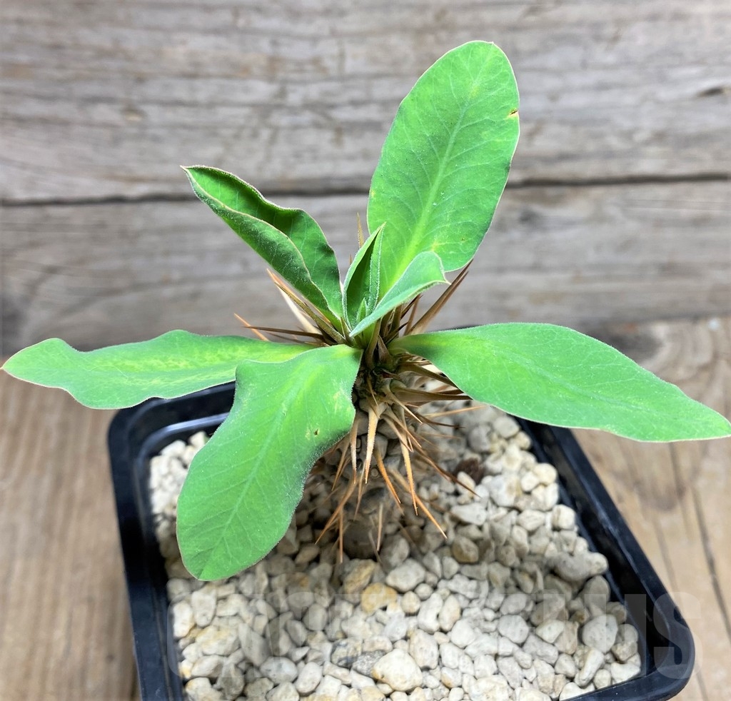 SHPR24822 Euphorbia didiereoides