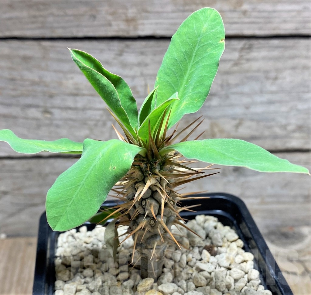 SHPR24822 Euphorbia didiereoides - Obrázek 2