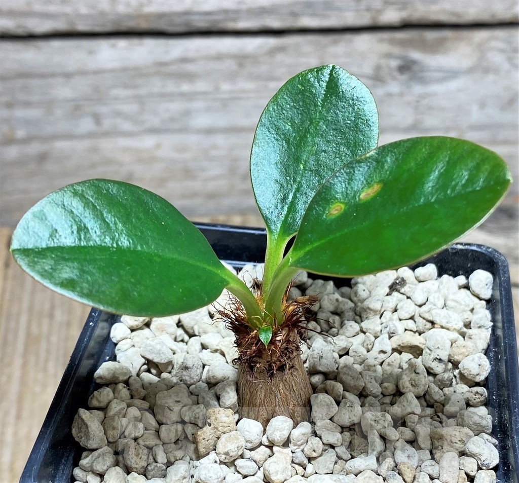 SHPR24823 Euphorbia ramena sp. nova