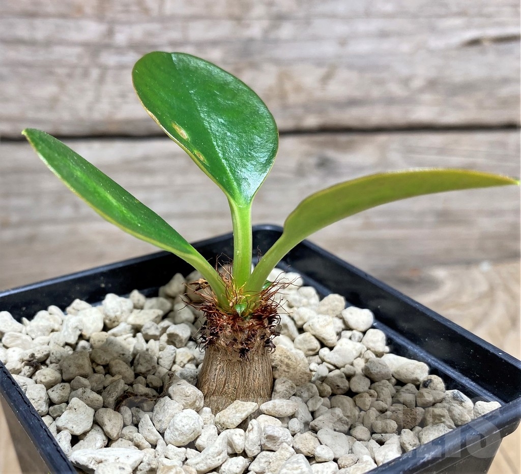 SHPR24823 Euphorbia ramena sp. nova - Image 2