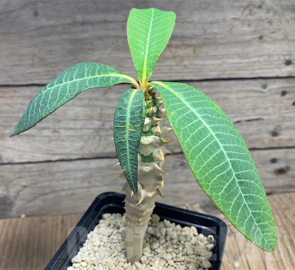 SHPR24827 Euphorbia paulianii syn. perrieri v. elongata