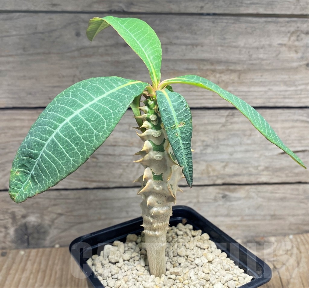 SHPR24827 Euphorbia paulianii syn. perrieri v. elongata - Image 2