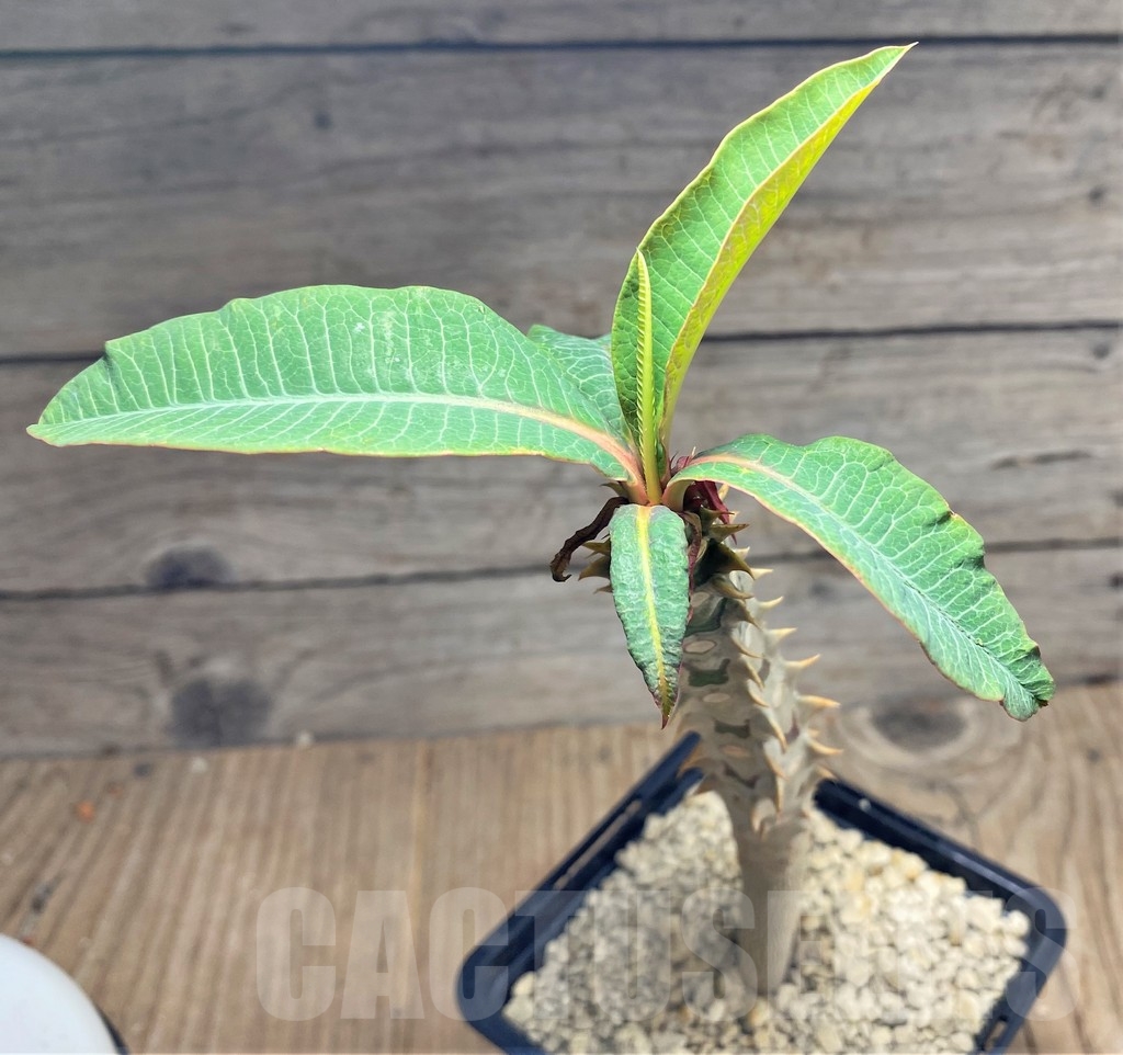 SHPR24828 Euphorbia paulianii syn. perrieri v. elongata