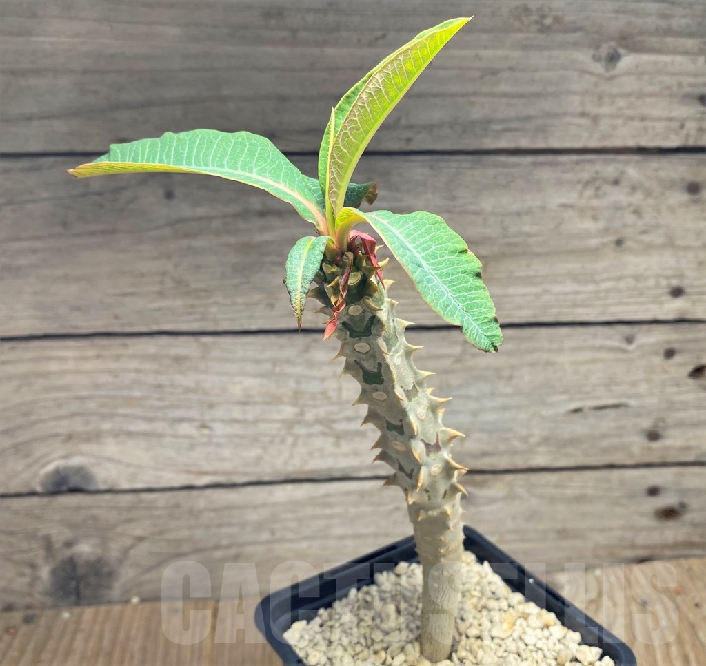 SHPR24828 Euphorbia paulianii syn. perrieri v. elongata - Imagen 2