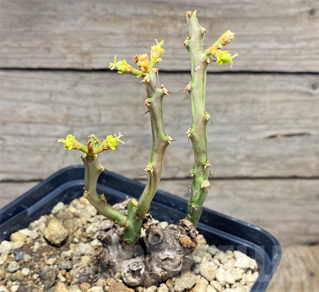 SHPR24829 Euphorbia platyrrhiza