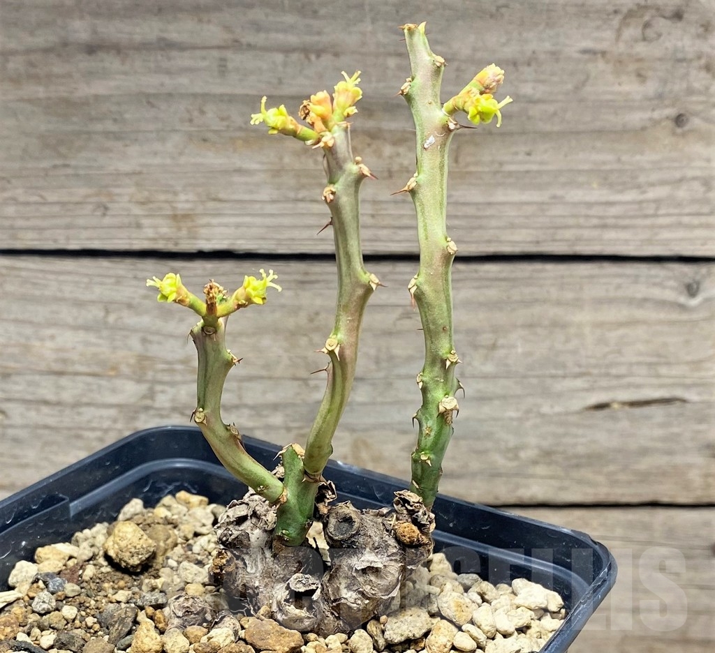 SHPR24829 Euphorbia platyrrhiza - Imagen 2