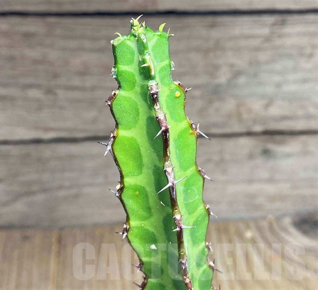 SHPR24832 Euphorbia heterochroma v. tsavoensis