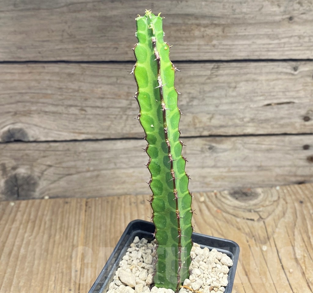 SHPR24832 Euphorbia heterochroma v. tsavoensis - Imagen 2
