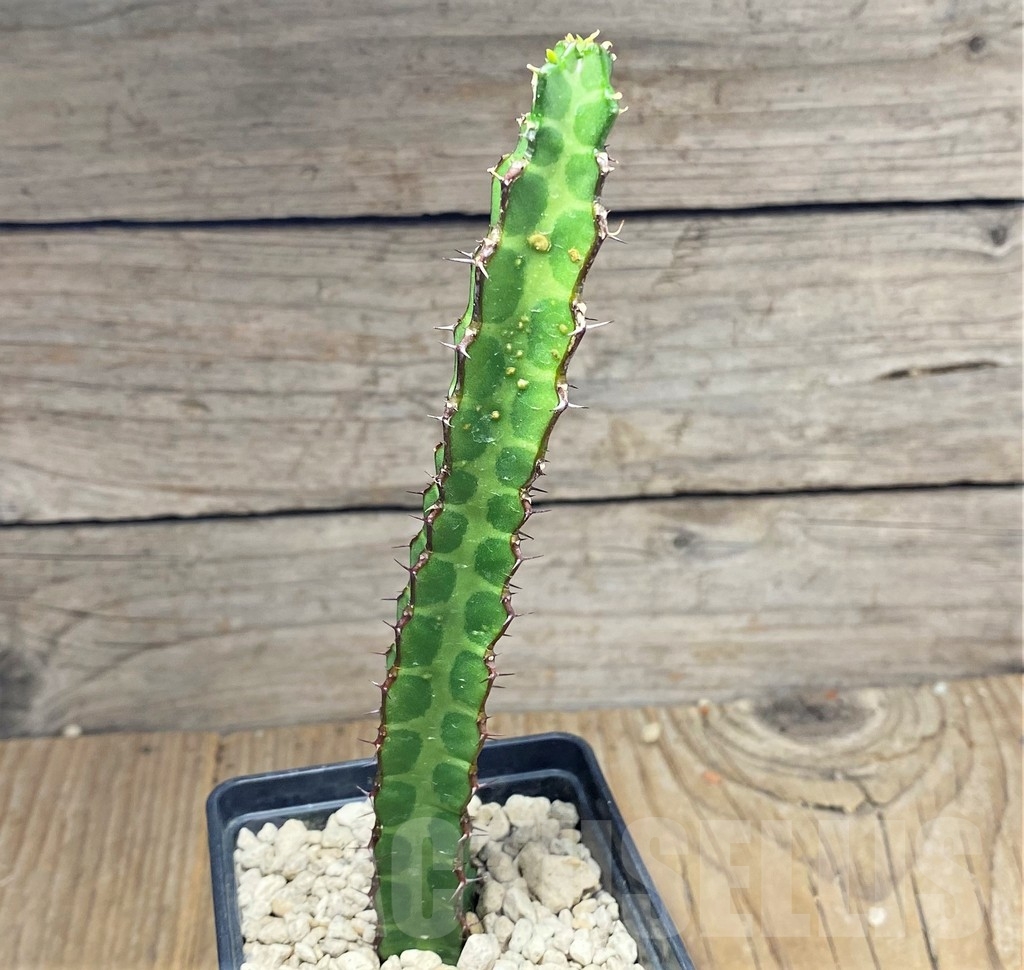 SHPR24832 Euphorbia heterochroma v. tsavoensis - Imagen 3