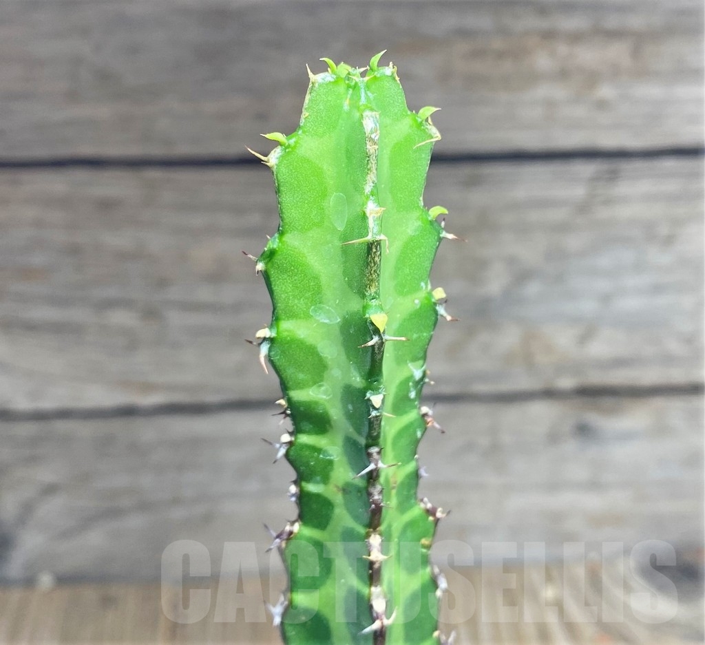 SHPR24833 Euphorbia heterochroma v. tsavoensis