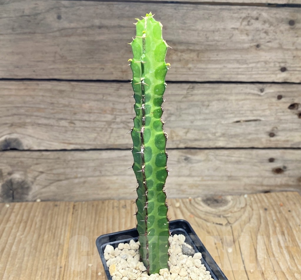 SHPR24833 Euphorbia heterochroma v. tsavoensis - Image 2