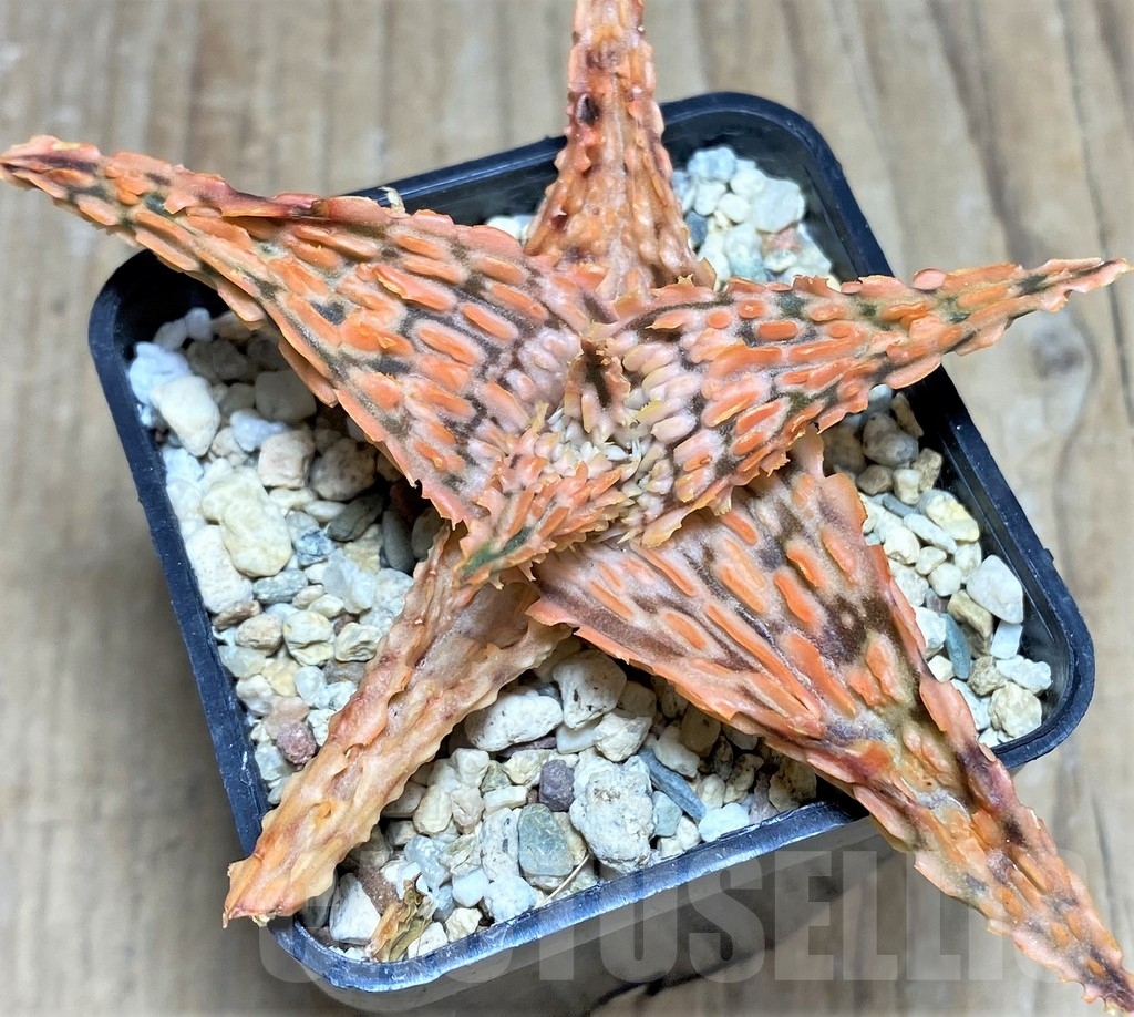 SHPR24840 Aloe TCT hybrid - Image 2