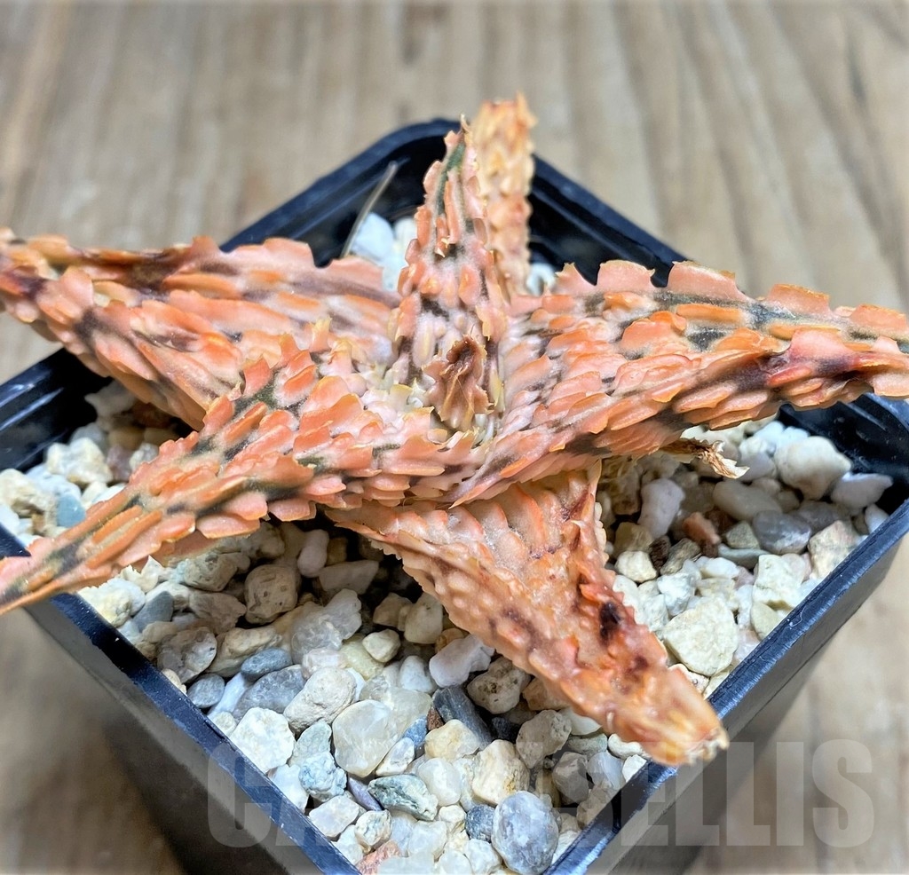 SHPR24840 Aloe TCT hybrid