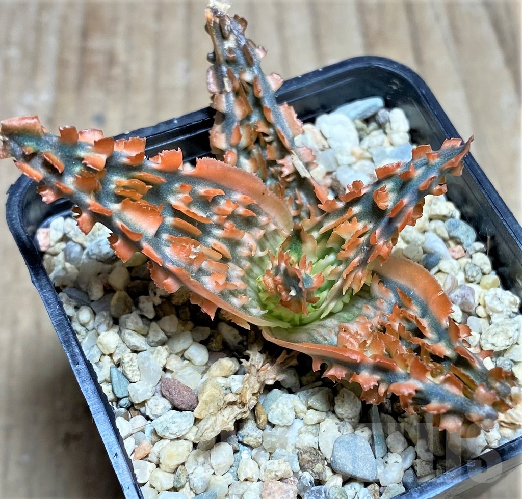 SHPR24841 Aloe TCT hybrid - Image 3