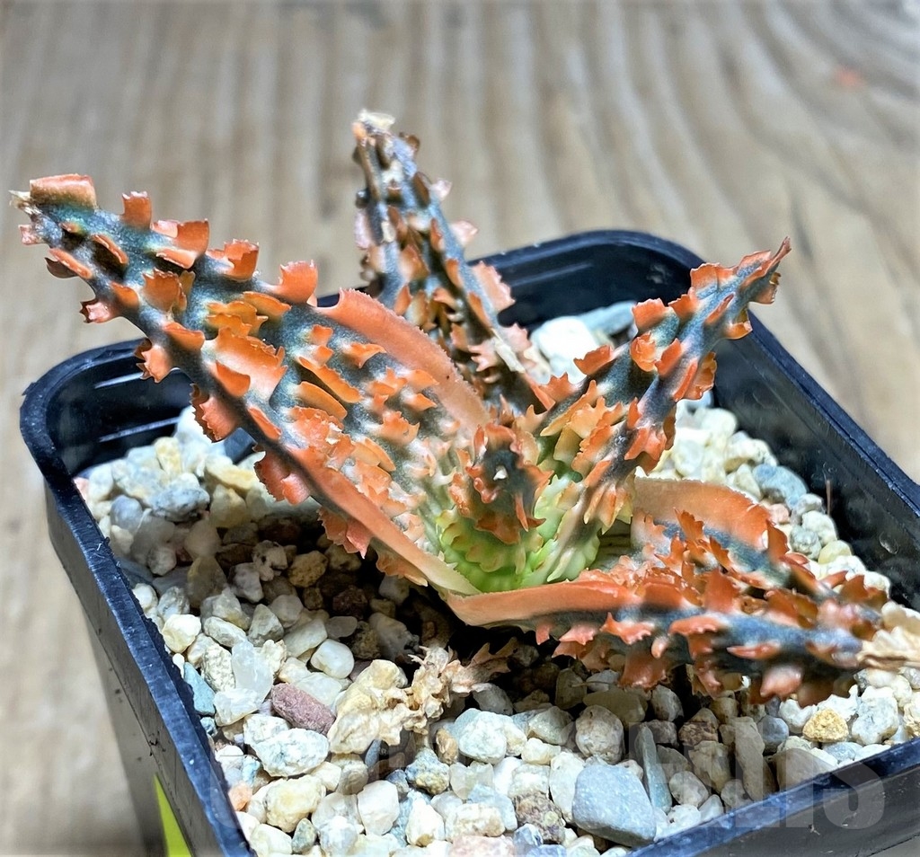 SHPR24841 Aloe TCT hybrid - Image 2