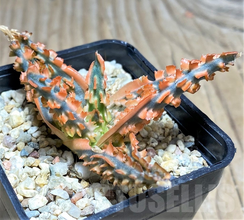 SHPR24841 Aloe TCT hybrid