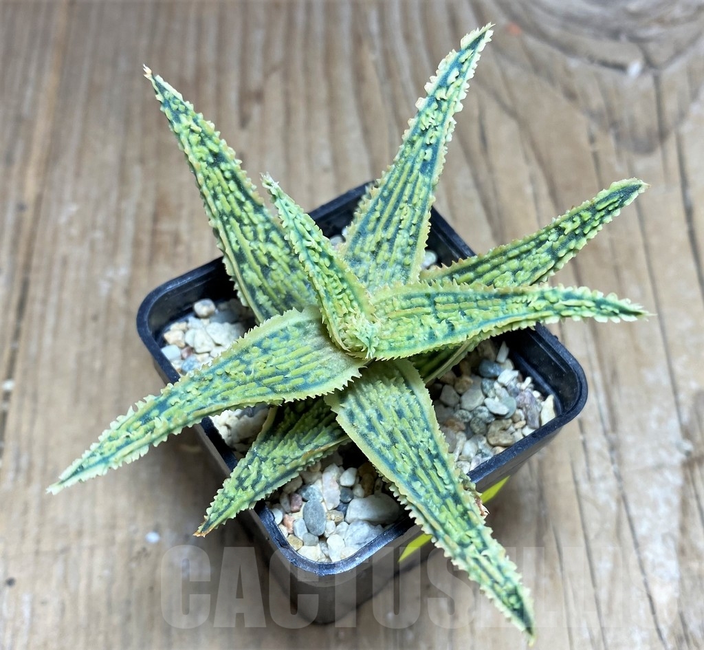 SHPR24844 Aloe TCT hybrid - Image 2