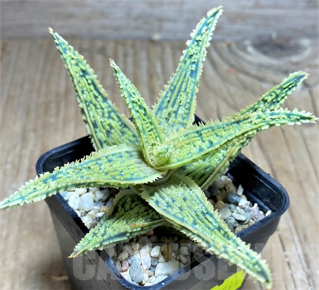 SHPR24844 Aloe TCT hybrid