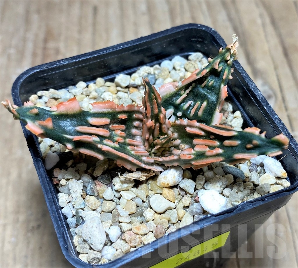 SHPR24845 Aloe TCT hybrid - Obrázek 2