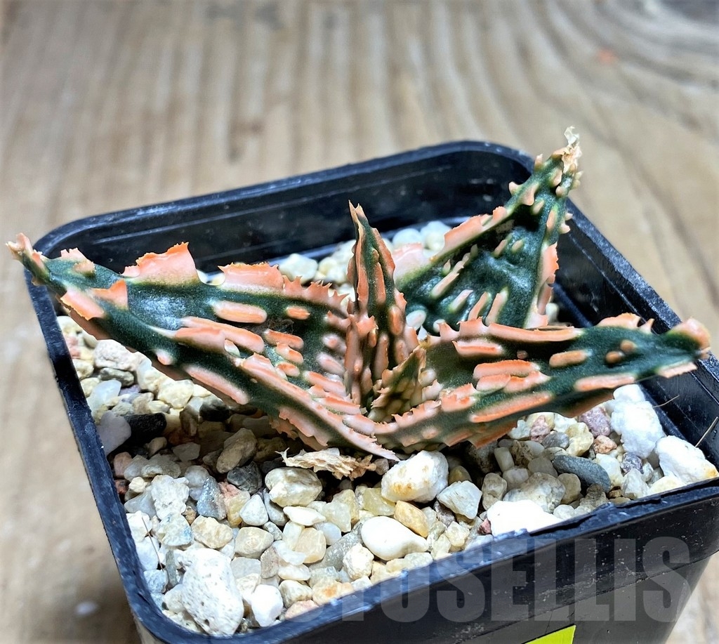 SHPR24845 Aloe TCT hybrid