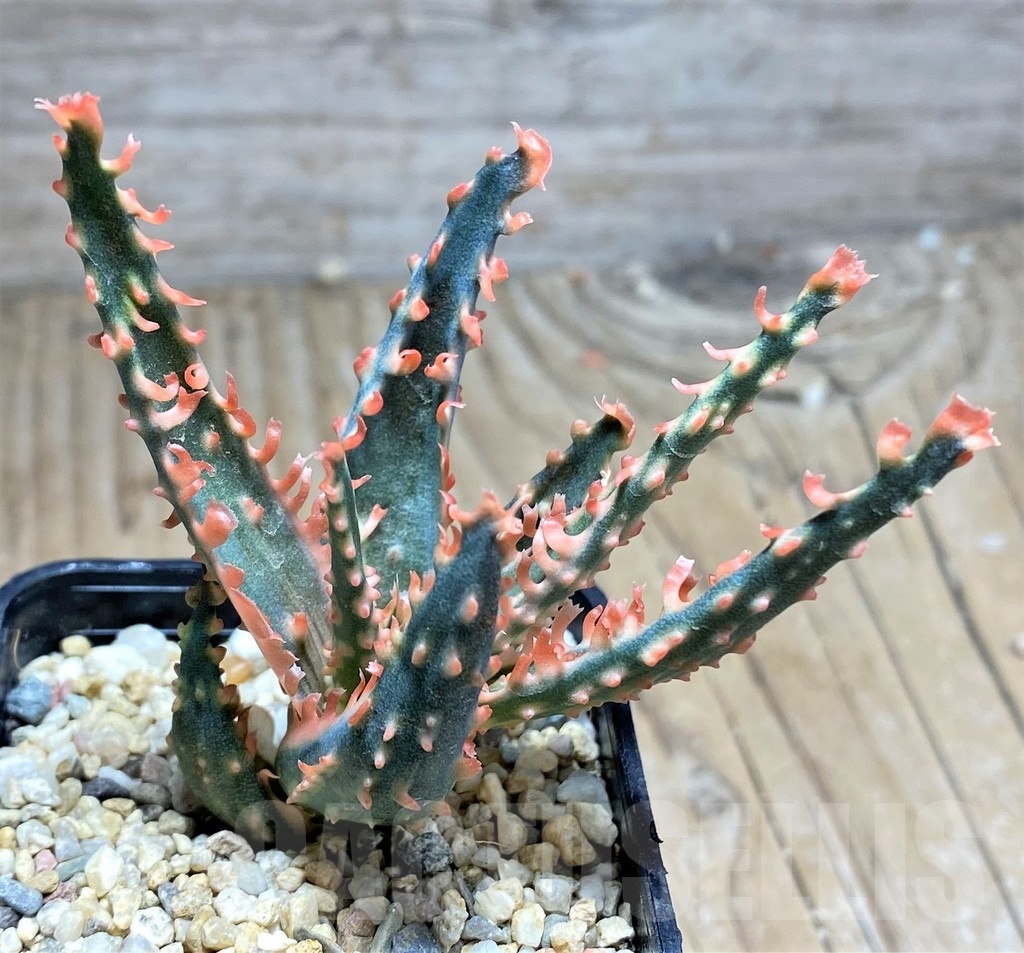 SHPR24847 Aloe TCT hybrid – Image 2