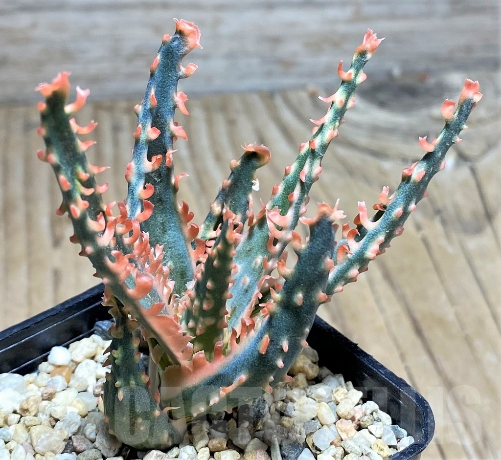 SHPR24847 Aloe TCT hybrid