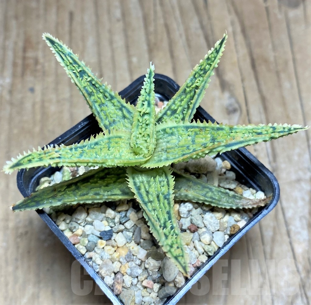 SHPR24848 Aloe TCT hybrid - Image 2