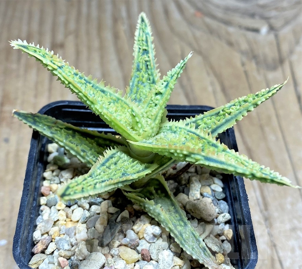 SHPR24848 Aloe TCT hybrid