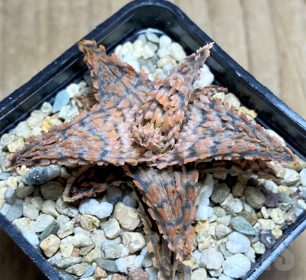 SHPR24849 Aloe TCT hybrid - immagine 2