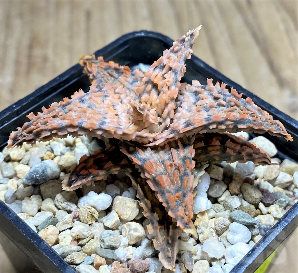 SHPR24849 Aloe TCT hybrid - immagine 3