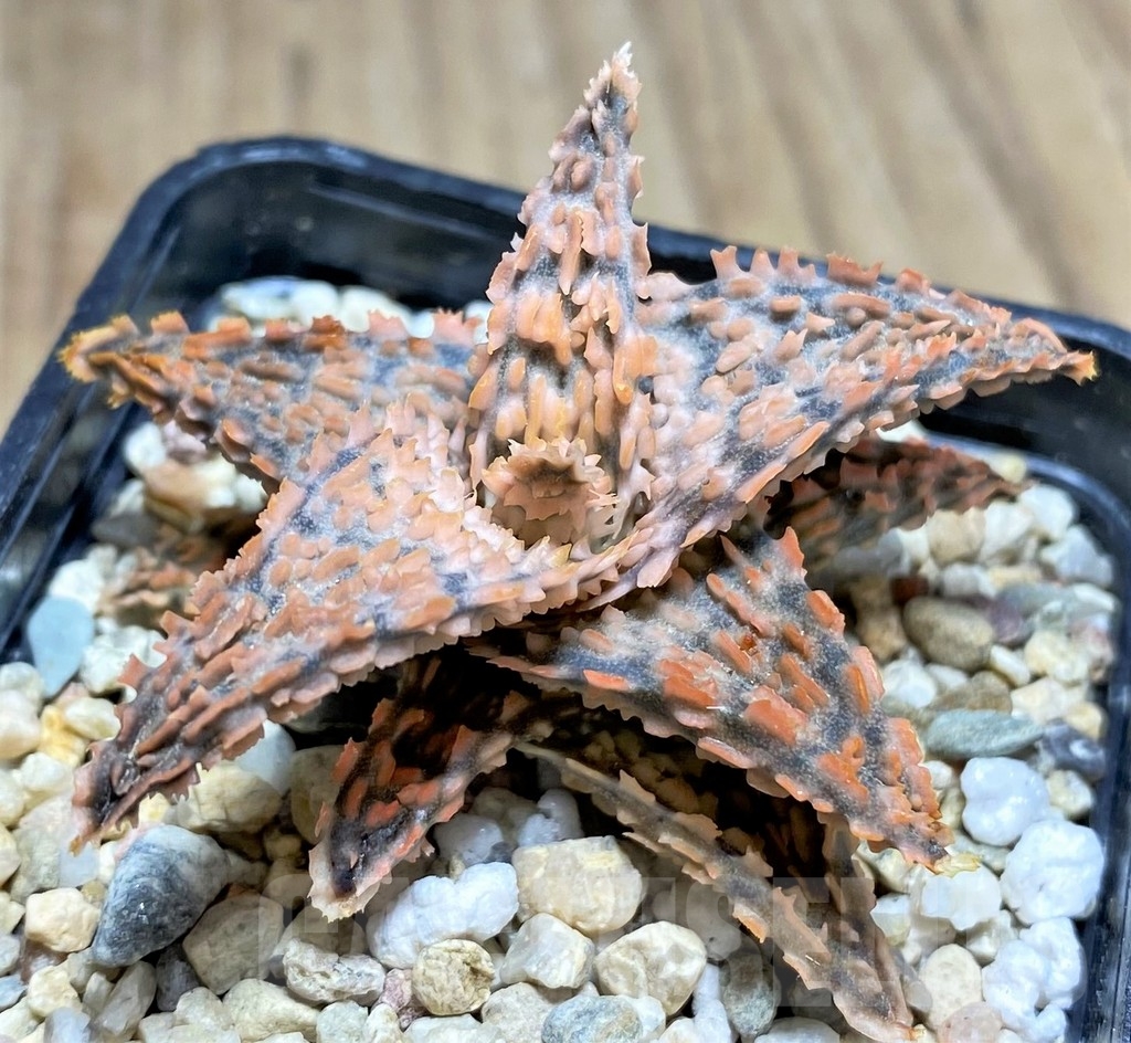SHPR24849 Aloe TCT hybrid