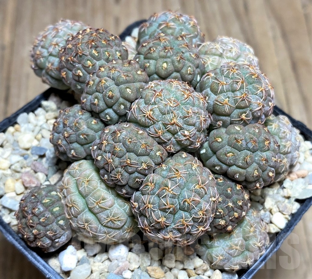 SHPR24852 Puna bonnieae