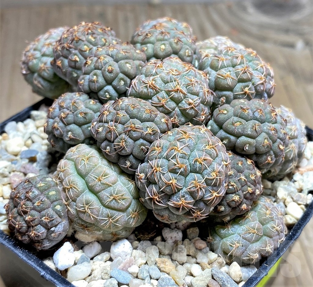 SHPR24852 Puna bonnieae - immagine 2