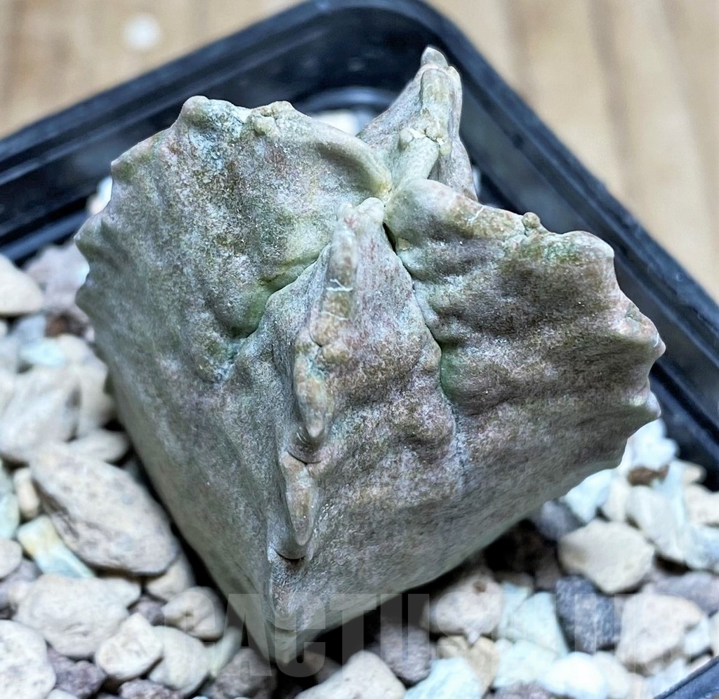 SHPR24853 Whitesloanea crassa