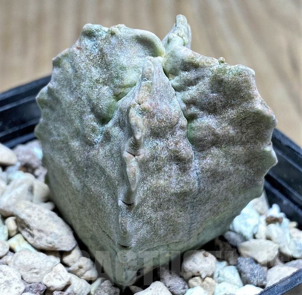 SHPR24853 Whitesloanea crassa - immagine 2