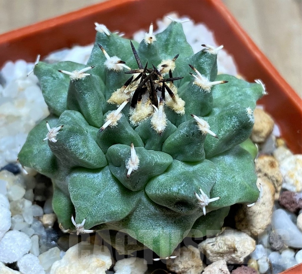 SHPR24854 Turbinicarpus alonsoi RS 546 - Image 2