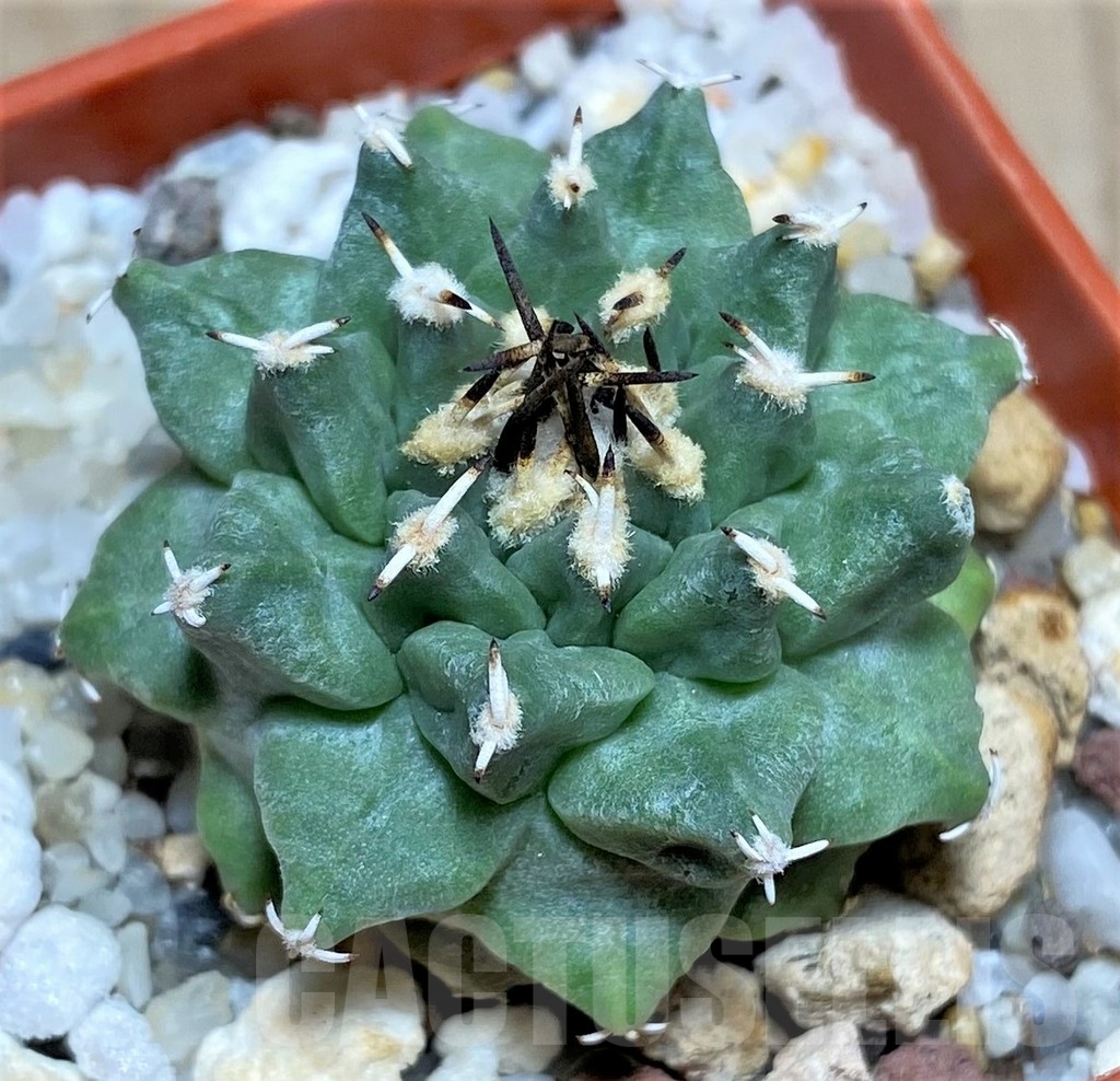 SHPR24854 Turbinicarpus alonsoi RS 546