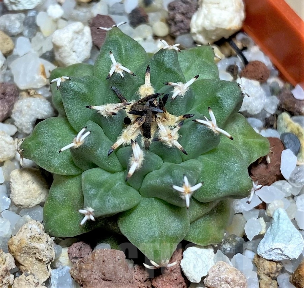 SHPR24855 Turbinicarpus alonsoi RS 546