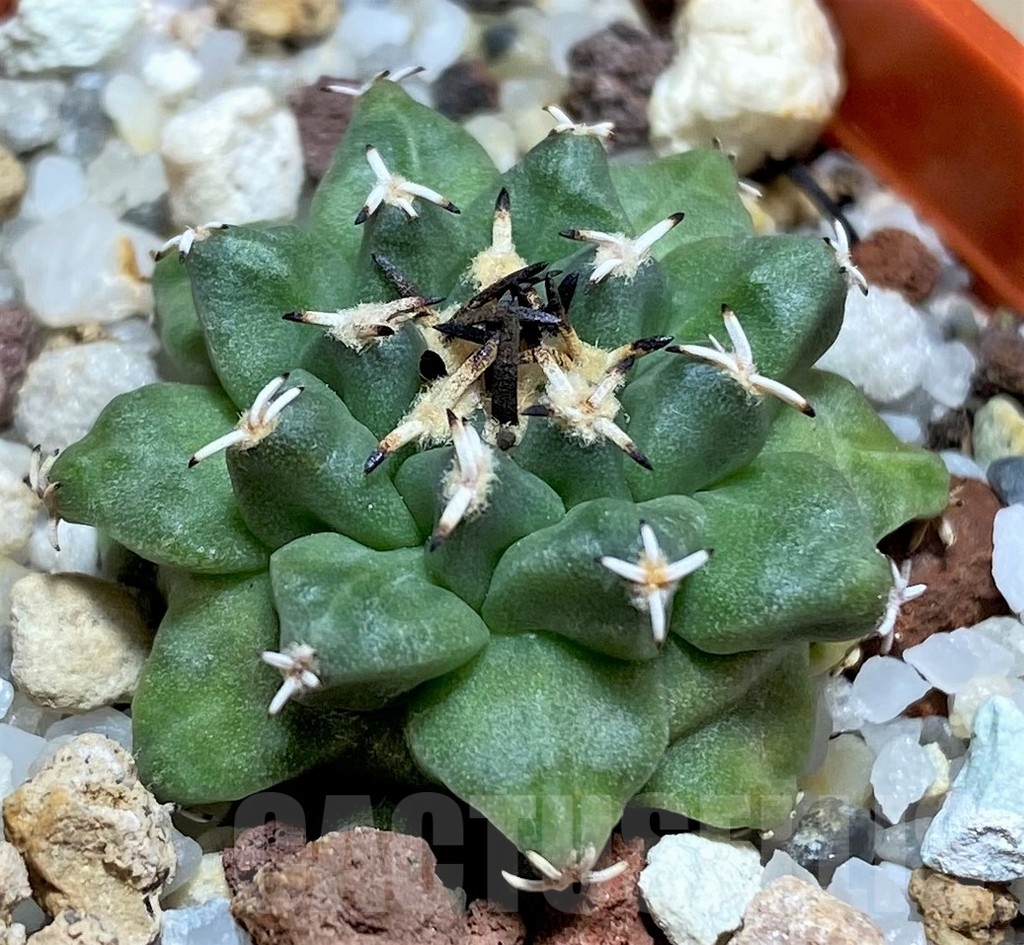 SHPR24855 Turbinicarpus alonsoi RS 546 - Image 2