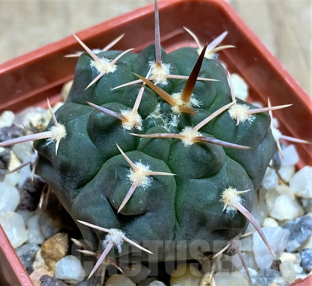 SHPR24857 Gymnocalycium prochazkianum v. simile - Obrázek 2