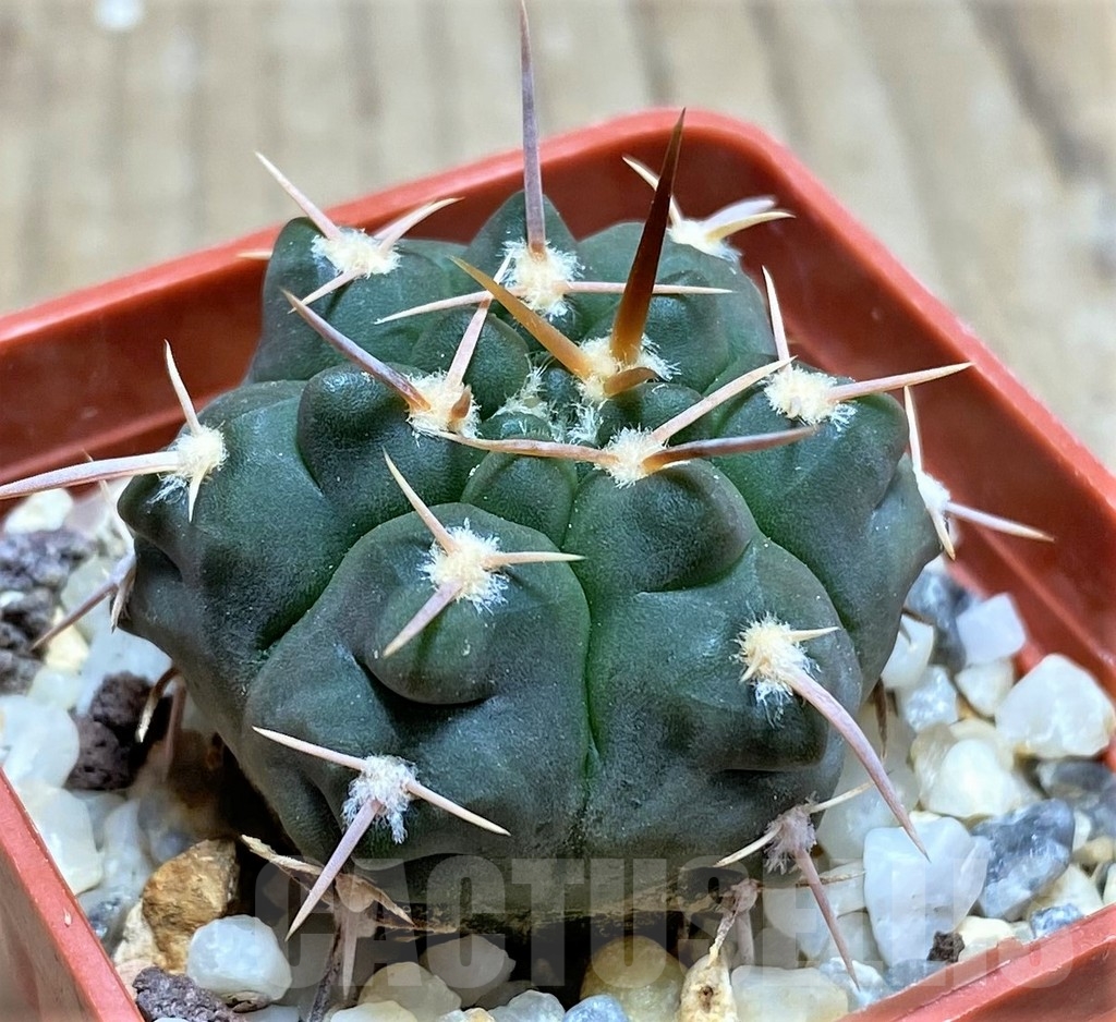 SHPR24857 Gymnocalycium prochazkianum v. simile