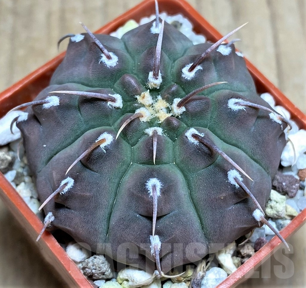 SHPR24859 Gymnocalycium vatteri