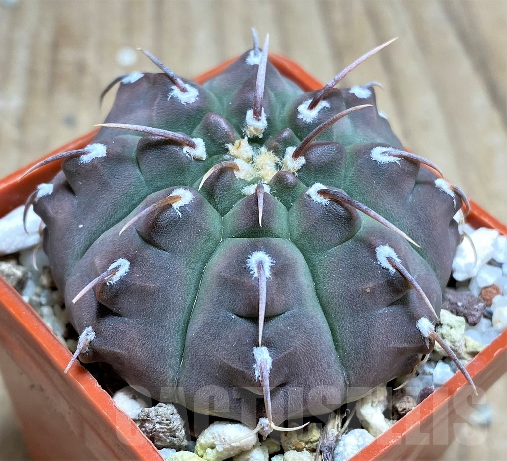 SHPR24859 Gymnocalycium vatteri - Obrázek 2