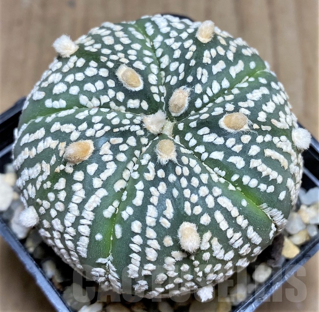 SHPR24860 Astrophytum asterias 'Super Kabuto'