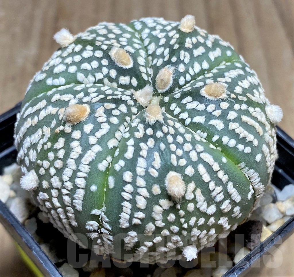 SHPR24860 Astrophytum asterias 'Super Kabuto' - Obrázek 2