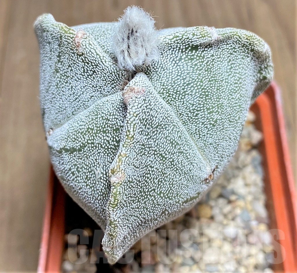 SHPR24861 Astrophytum myriostigma f. tricostatum