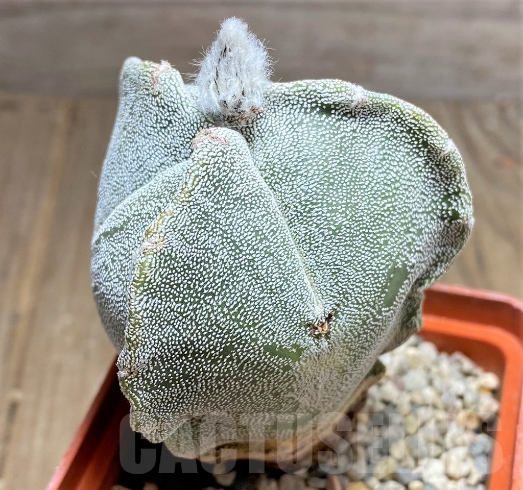 SHPR24861 Astrophytum myriostigma f. tricostatum - 画像 (2)